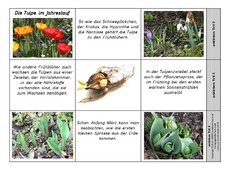 Leporello-Die-Tulpe-im-Jahreslauf.pdf